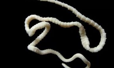comment éliminer le parasite cestode du corps