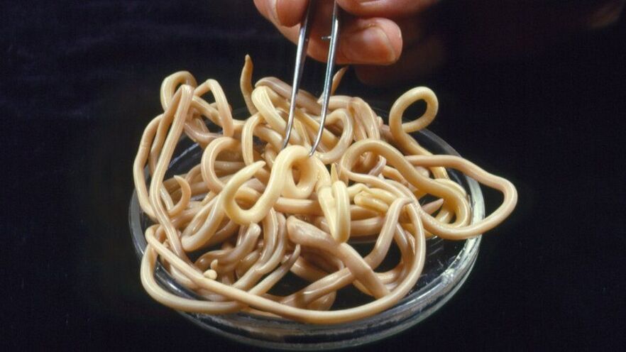 parasites du corps humain