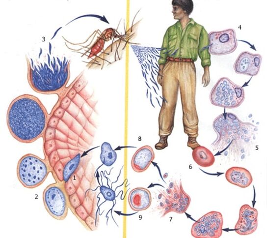 méthodes de reproduction des parasites protozoaires