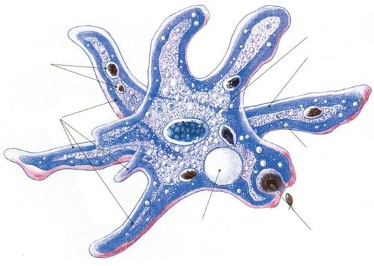 structure d'un parasite protozoaire
